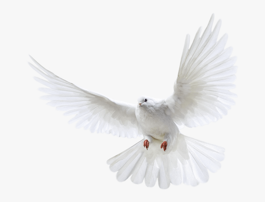 Transparent White Dove Png, Transparent Clipart