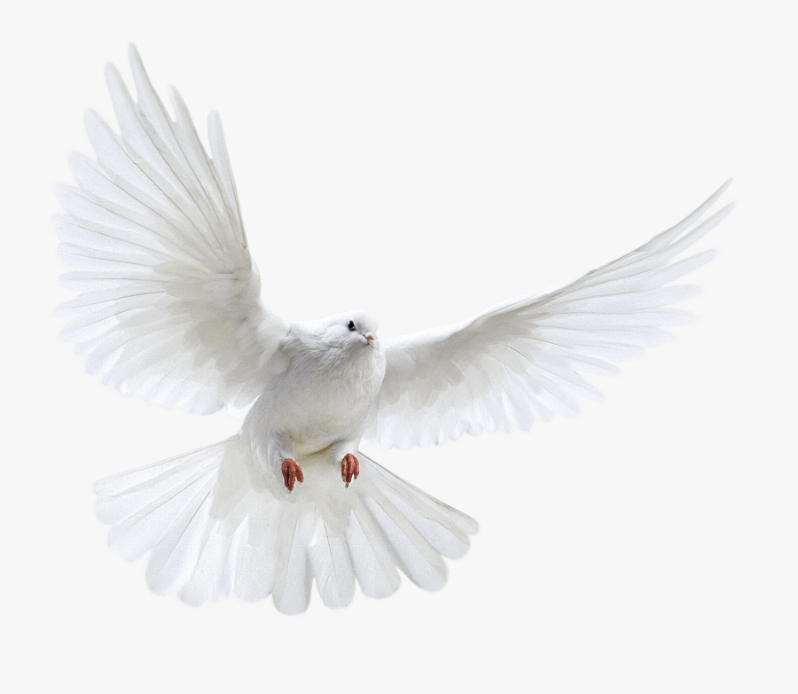 White Flying Pigeon Png Image Png Image - Nipsey Hussle Angel Wings, Transparent Clipart