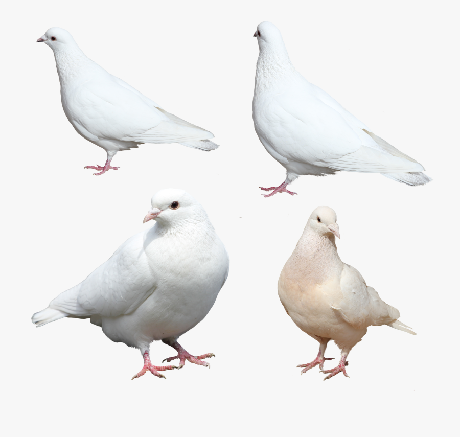 White Pigeons Png Image, Transparent Clipart