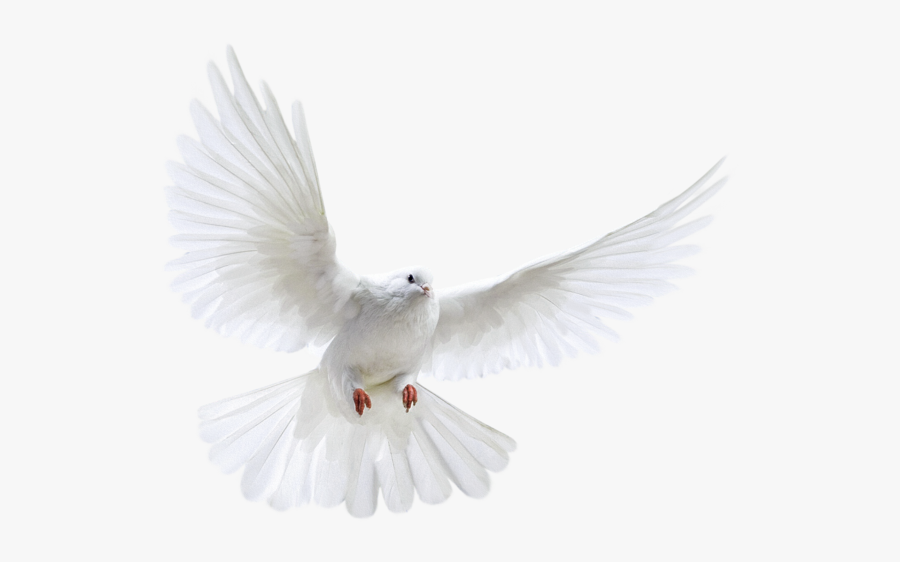 White Pigeon Png - Transparent Background Flying Pigeon Png, Transparent Clipart