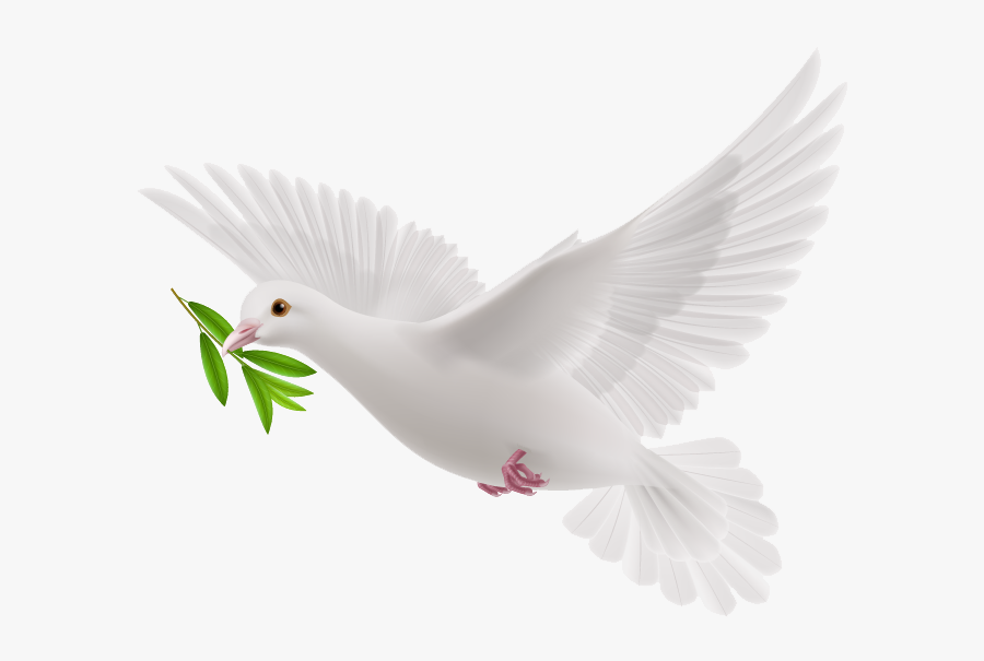 Transparent Flying Pigeon Png - White Flying Pigeon Png, Transparent Clipart