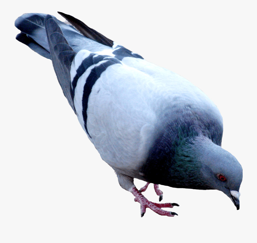 Pigeon Png, Transparent Clipart