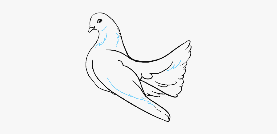 Collection Of Free Pigeon Drawing Pencil - Sketch, Transparent Clipart