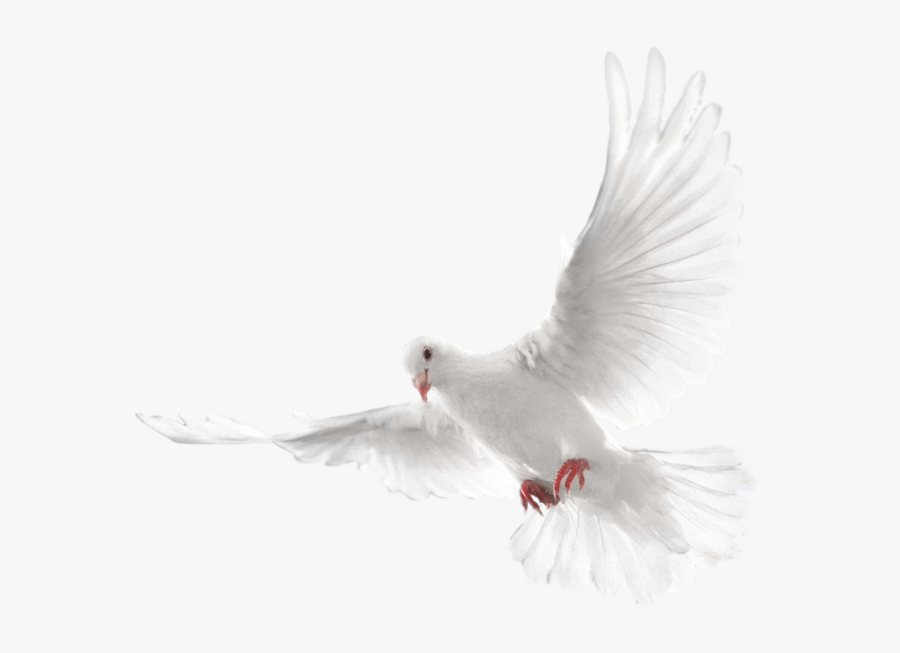 Png Format Dove Png Transparent Background, Transparent Clipart