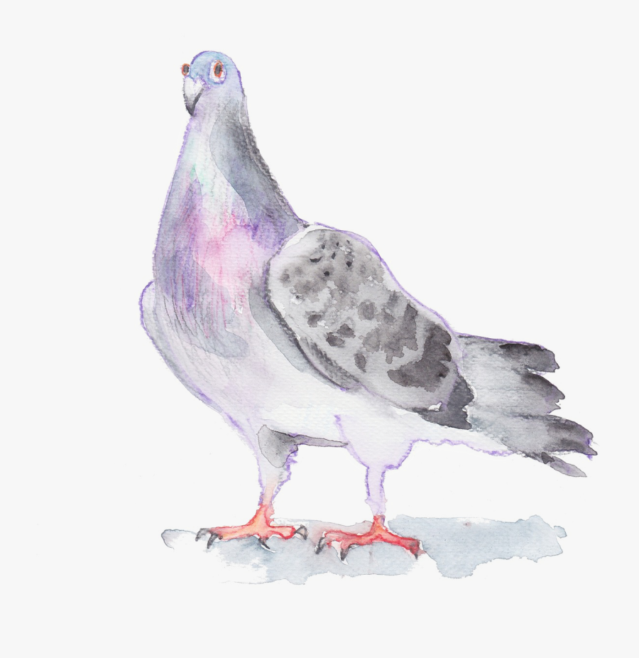 Collection Of Free Pigeon Drawing Watercolor, Transparent Clipart