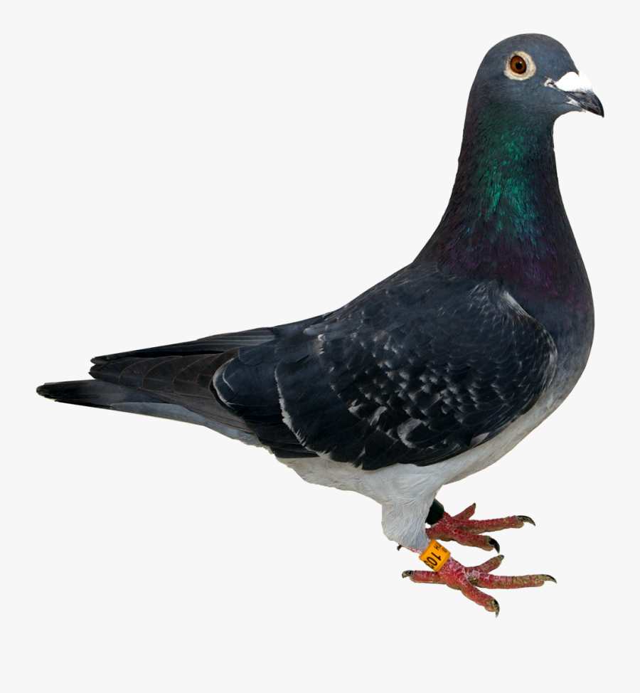 Pigeon Png No Background, Transparent Clipart