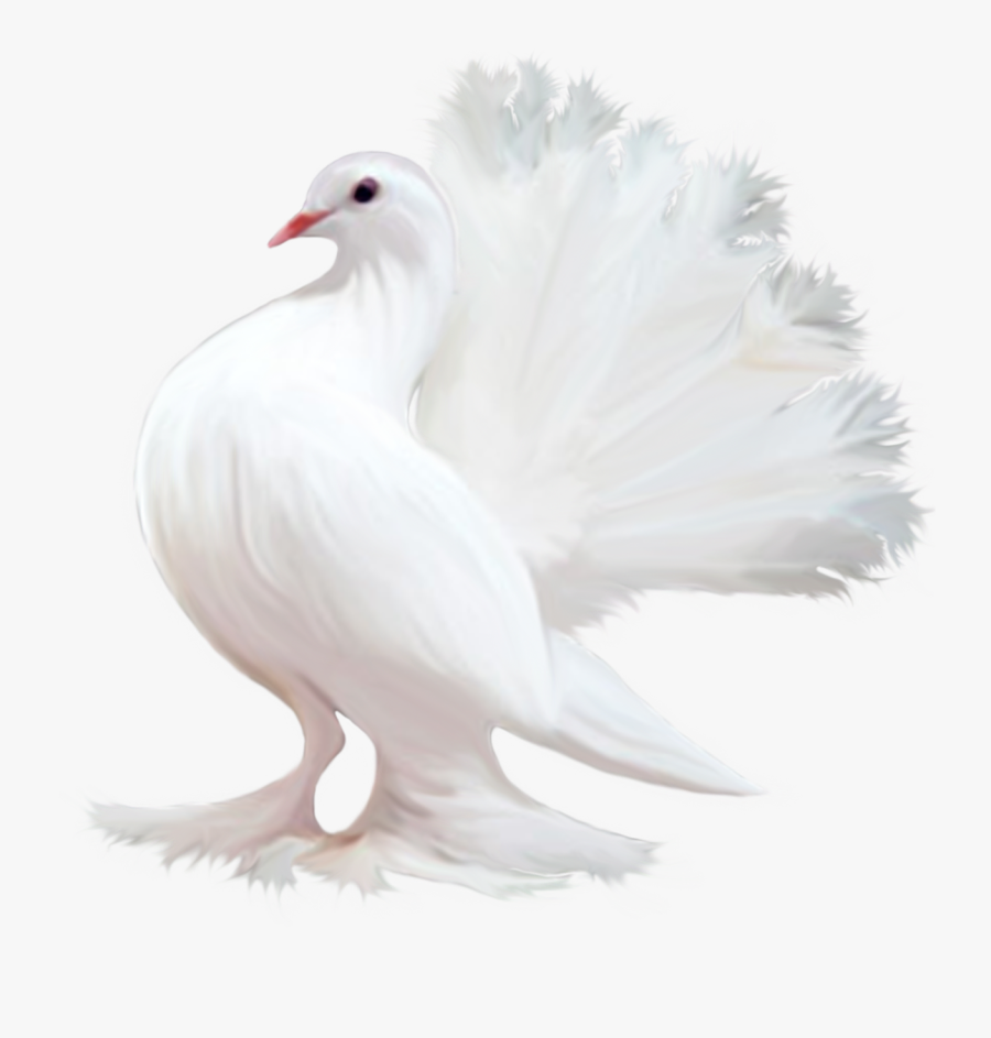 Pigeon Png For Editing, Transparent Clipart