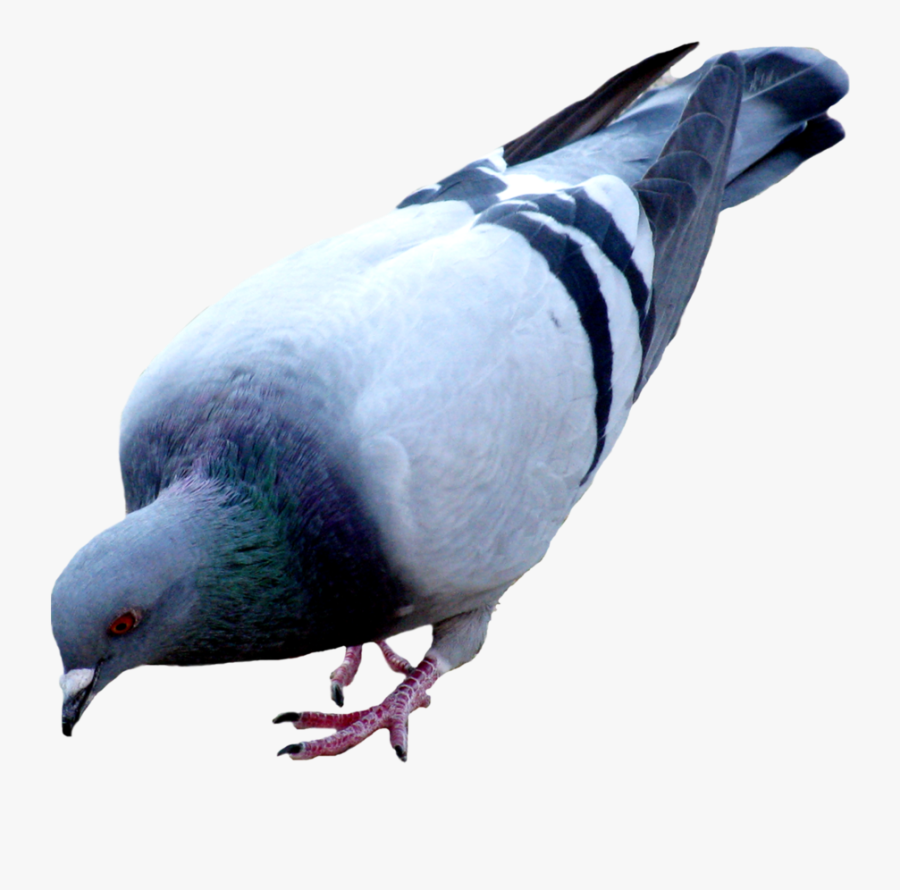 Pigeon Png Picture - Pigeon Png, Transparent Clipart