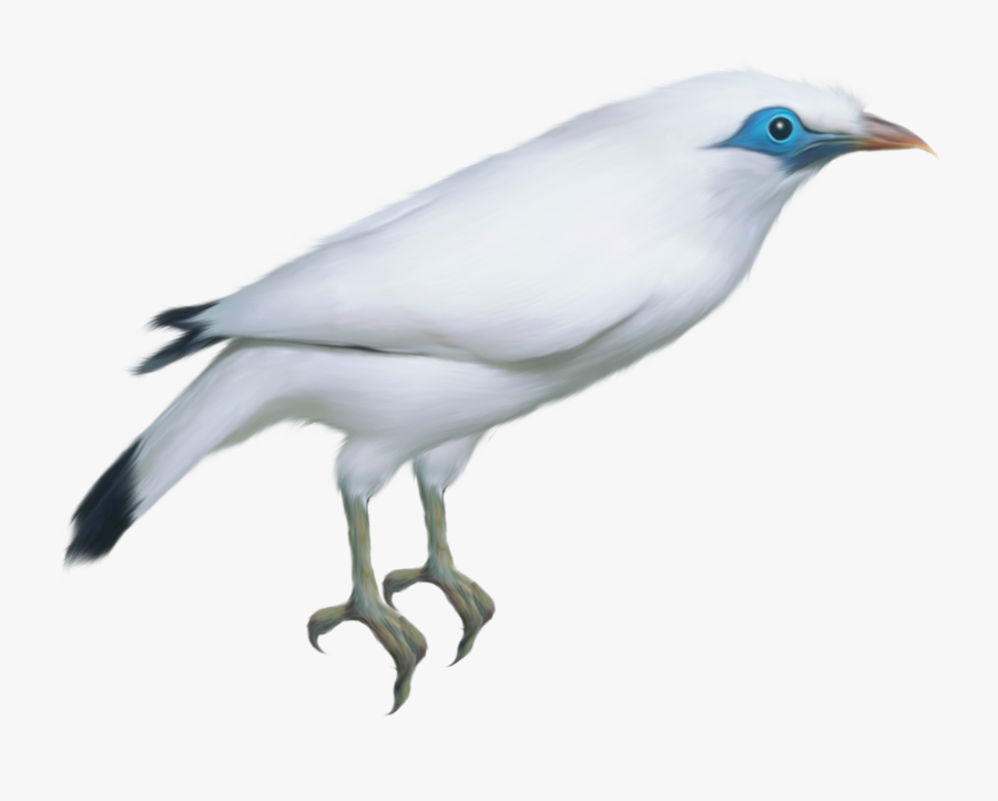White Bird Png - Portable Network Graphics, Transparent Clipart