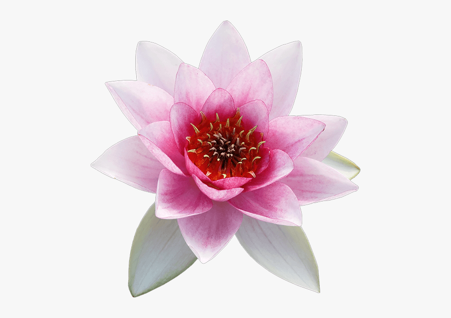 White Lotus, Transparent Clipart