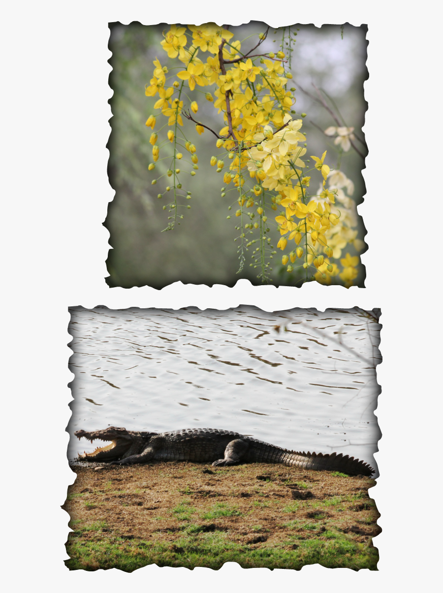 Picture - Floral Design, Transparent Clipart