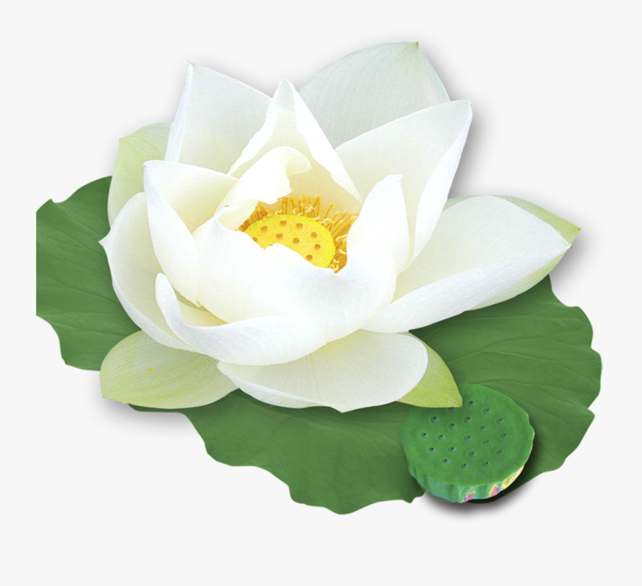 White Lotus Png - White Lotus Flower Png, Transparent Clipart