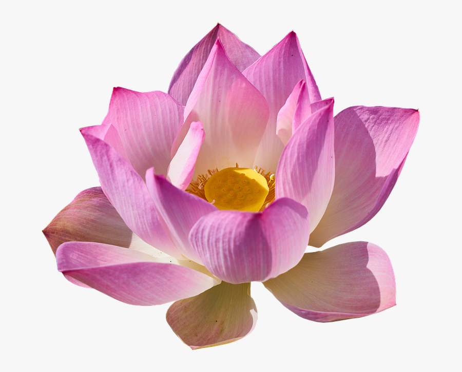 Nelumbo Nucifera Clip Art - Lotus Flower Transparent Background, Transparent Clipart