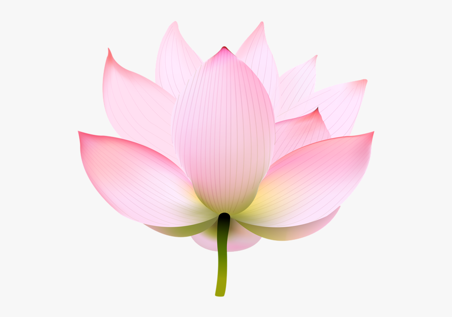 Nymphaea Nelumbo Portable Network Graphics Image Clip - Sacred Lotus, Transparent Clipart