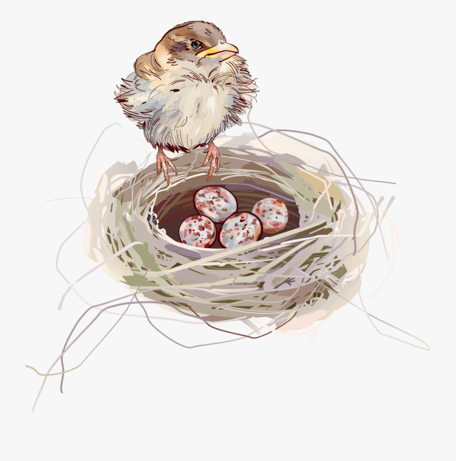 Transparent Background Bird Nest Png, Transparent Clipart