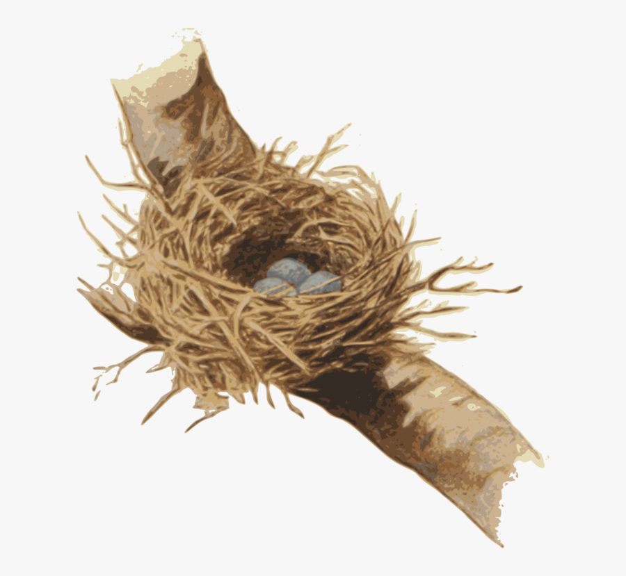 Nest,bird Nest,plant - Root, Transparent Clipart