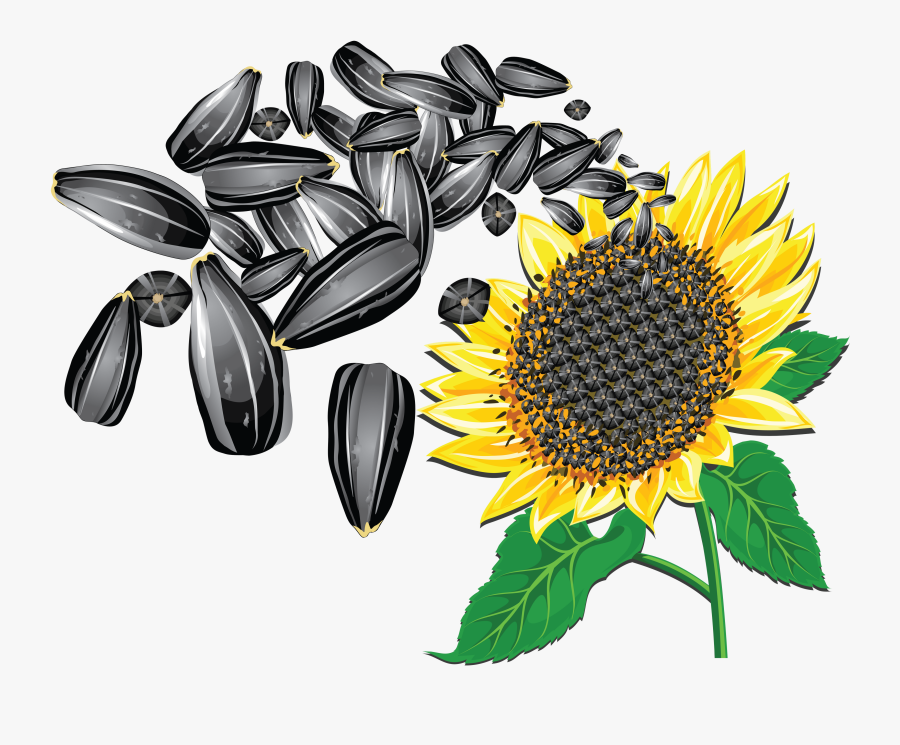 Sunflower Seed Clip Art, Transparent Clipart