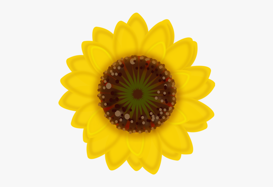 Sunflower Seed,flower,sunflower, Transparent Clipart