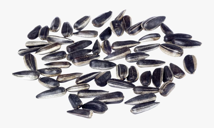 Sunflower Seed Clip Art, Transparent Clipart