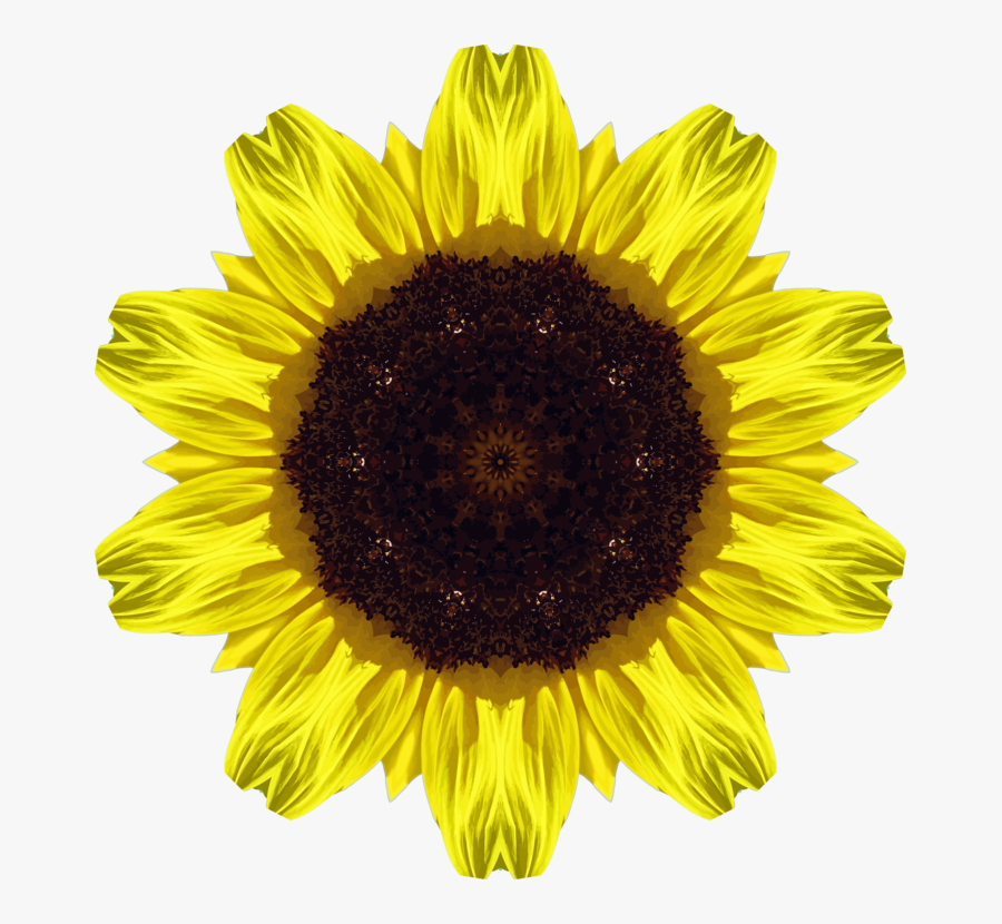 Sunflower Seed,flower,symmetry, Transparent Clipart