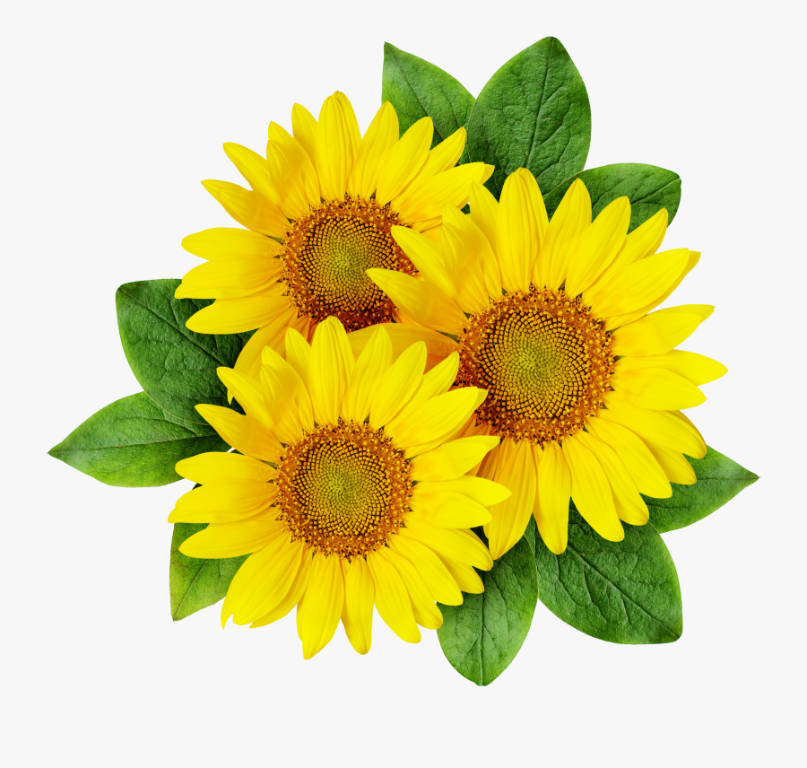 Clip Art Cartoon Sunflowers, Transparent Clipart