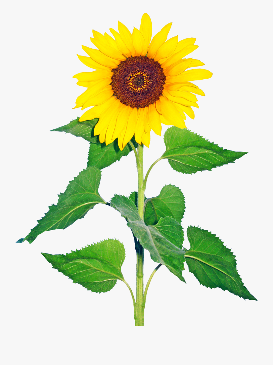 Common Sunflower Sunflower Seed Plant Glory Days, God, Transparent Clipart