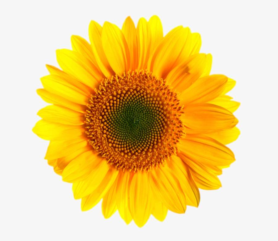 Transvaal Daisy Yellow Stock Photography Daisy Family, Transparent Clipart