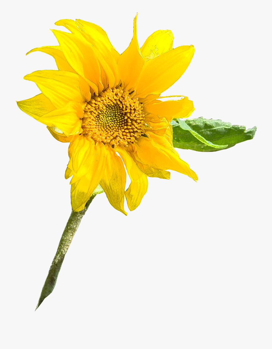 Sunflower Seed Annual Plant Sunflower M Sunflowers, Transparent Clipart