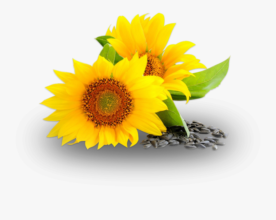 Free Free 246 Clipart Sunflower Seeds SVG PNG EPS DXF File
