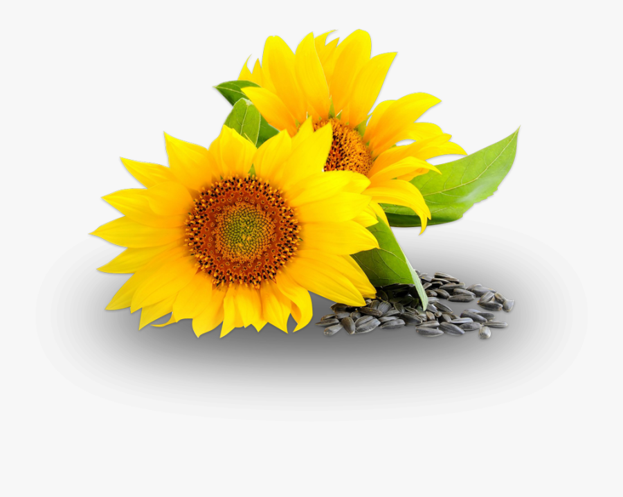 Sunflower Seed Clip Art, Transparent Clipart