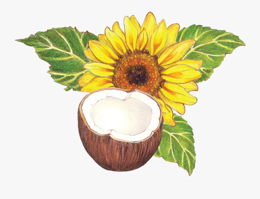 Organic Sun Coco La, Transparent Clipart