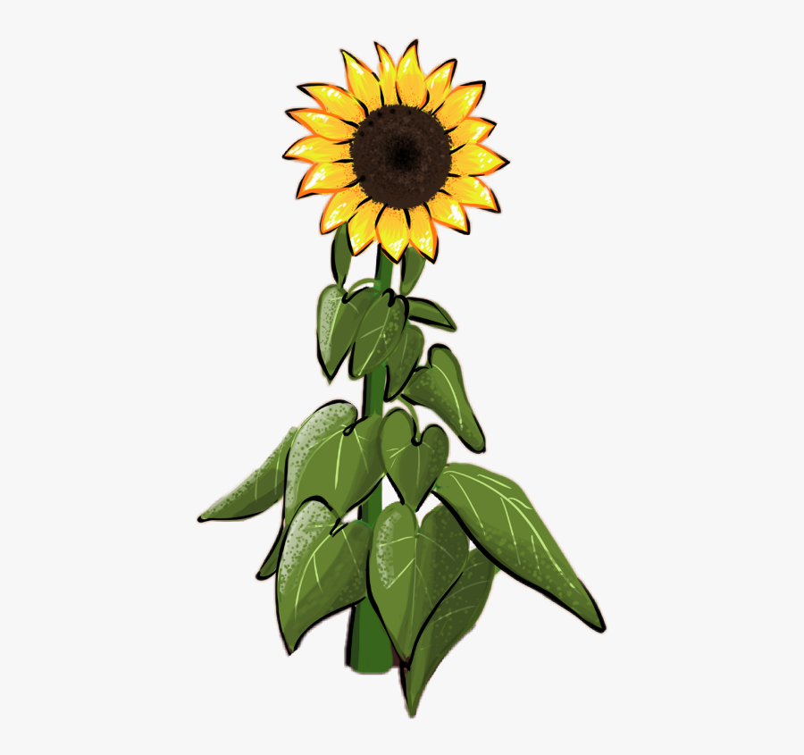 Transparent Sunflower Seeds Clipart, Transparent Clipart