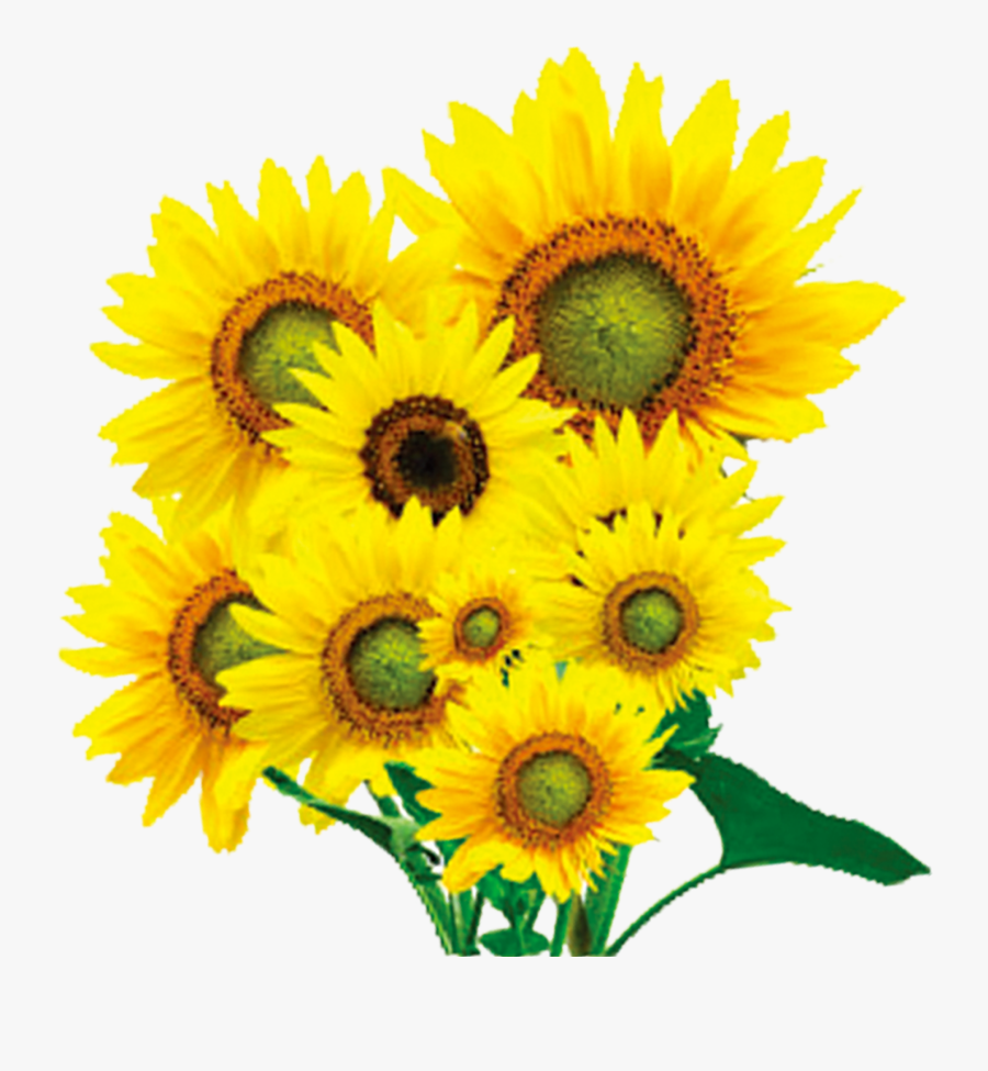 Oil Clipart Oil Seed, Transparent Clipart