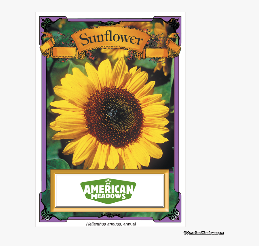 Clip Art Dried Sunflowers, Transparent Clipart