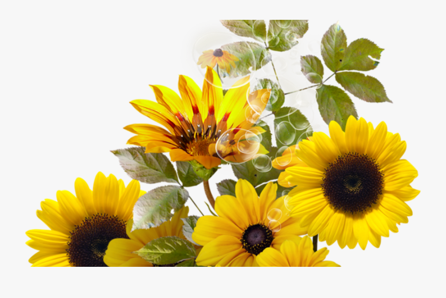 Transparent Sunflower Bouquet Clipart, Transparent Clipart