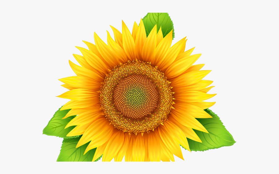 Sunflower Seed Clip Art, Transparent Clipart