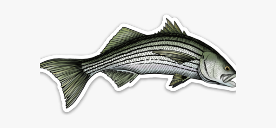 Sailfish, Transparent Clipart