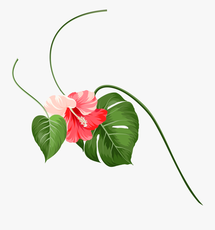 Anthurium, Transparent Clipart