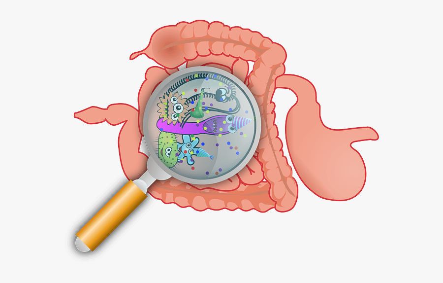 Ulcerative Colitis - Immunförsvar, Transparent Clipart