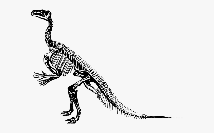 Transparent Background Dinosaur Skeleton Clipart, Transparent Clipart