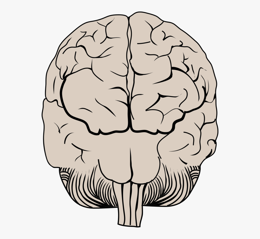 Line Art,head,human Body - Illustration, Transparent Clipart