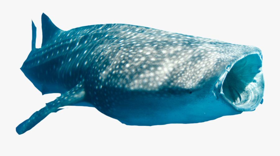 Whale Shark Transparent Background, Transparent Clipart