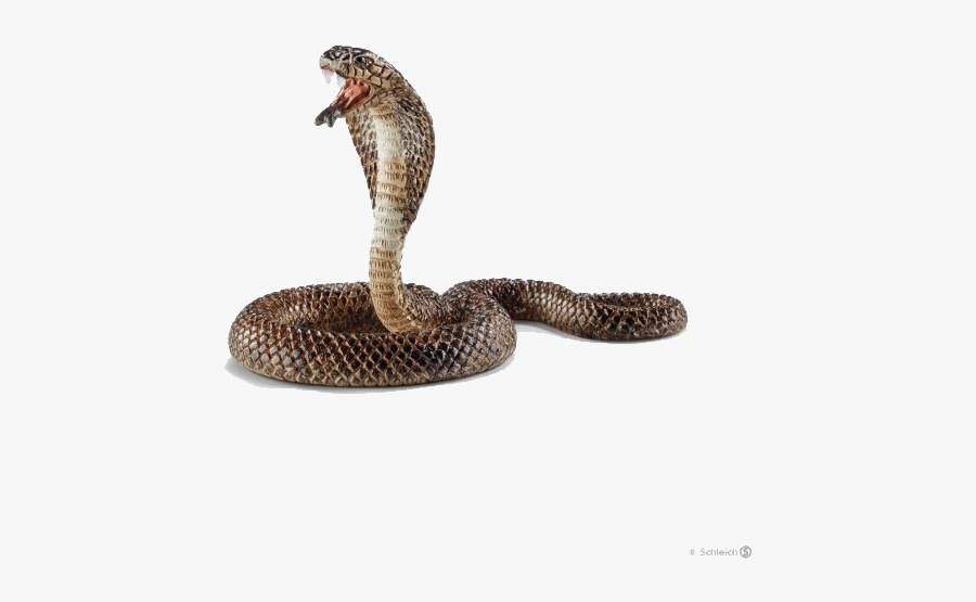 America Cobra, Transparent Clipart