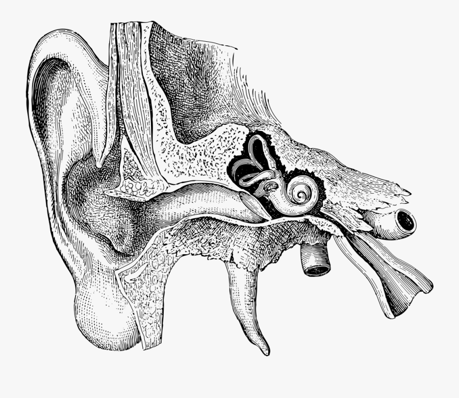 Sydney Ent Ear Diagram - Human Ear Pencil Drawing Anatomy, Transparent Clipart