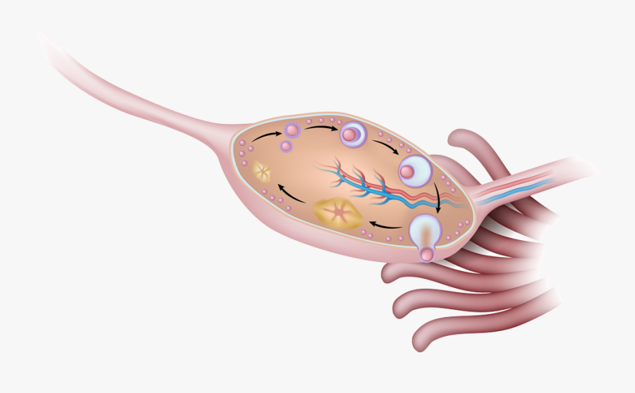 Labeled Ovary Diagram, Transparent Clipart