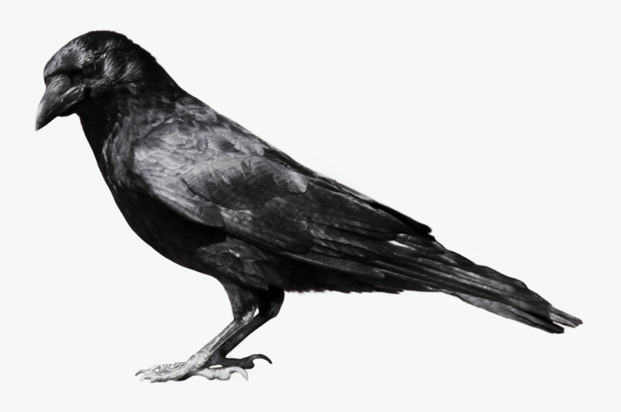 Raven Png - Crow Png, Transparent Clipart
