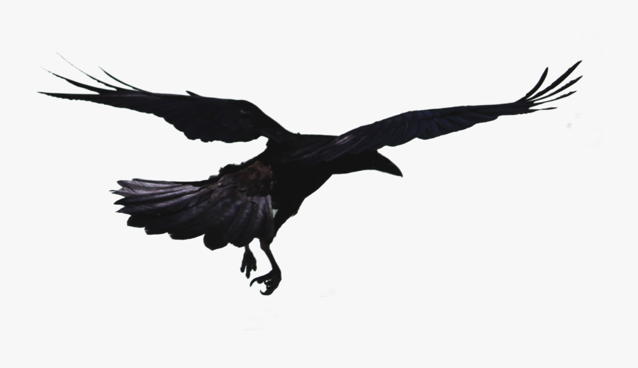 Rook Hooded Crow Bird Common Raven Flight - Crow Transparent, Transparent Clipart