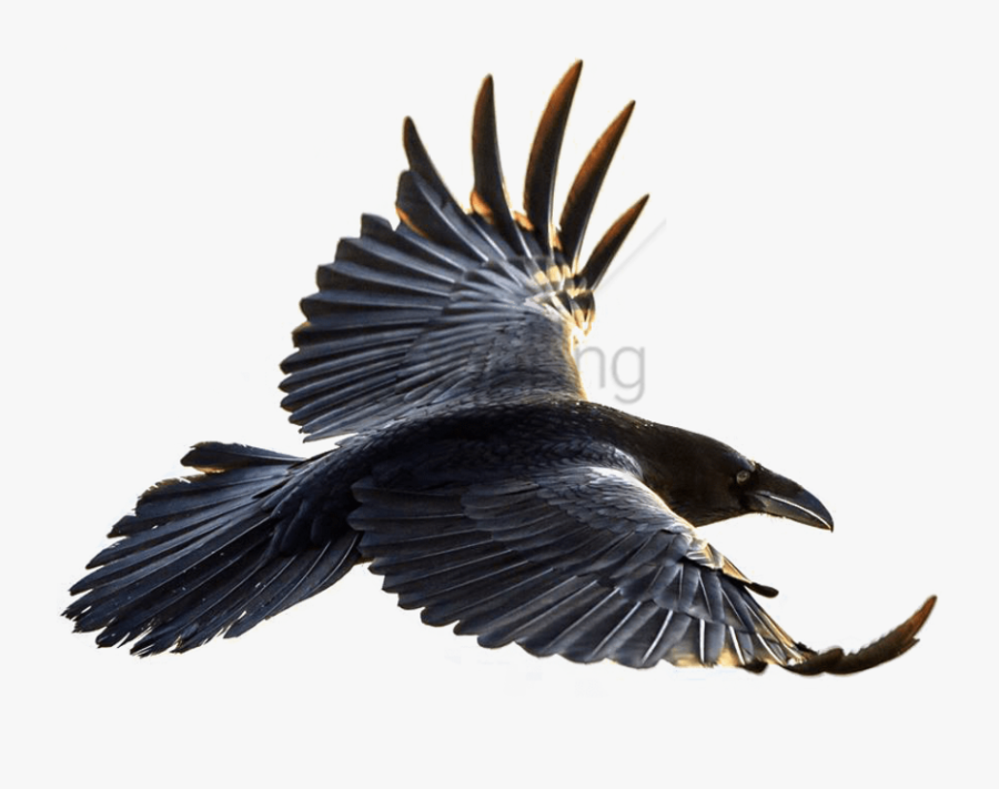 Raven Flying Png - Google Chrome Pixel Icon, Transparent Clipart