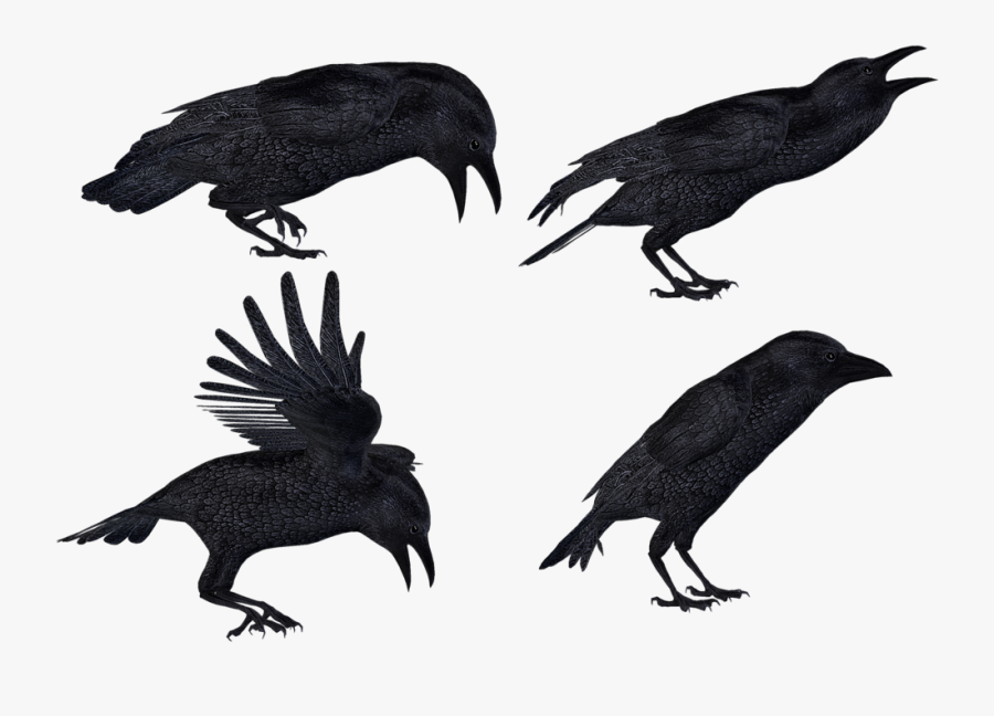 Common Raven Clip Art - 2 Crows Clipart, Transparent Clipart