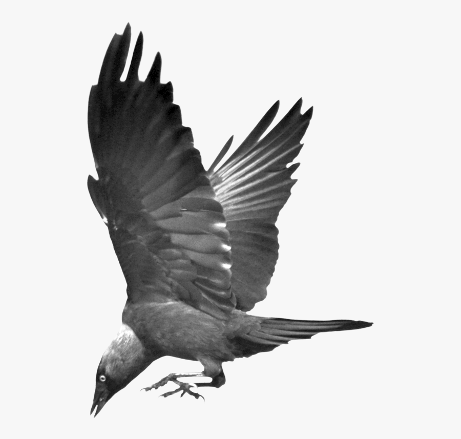 Bird Common Raven Hooded Crow Western Jackdaw - Flying Ravens, Transparent Clipart